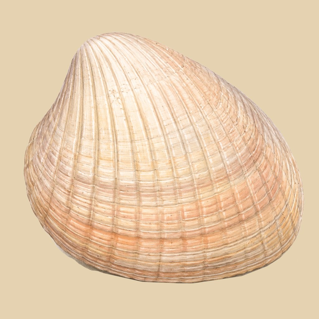 Venericor planicosta